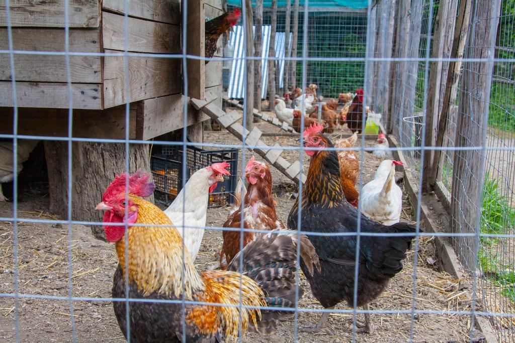 Agriturismo La Casa Del Ghiro ピモンテ エクステリア 写真