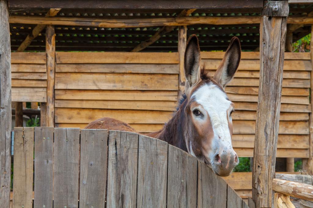 Agriturismo La Casa Del Ghiro ピモンテ エクステリア 写真